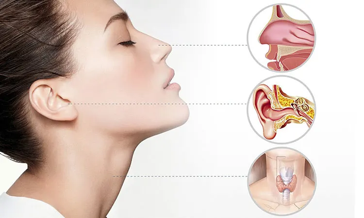 Doctors- Ear, Nose & Throat